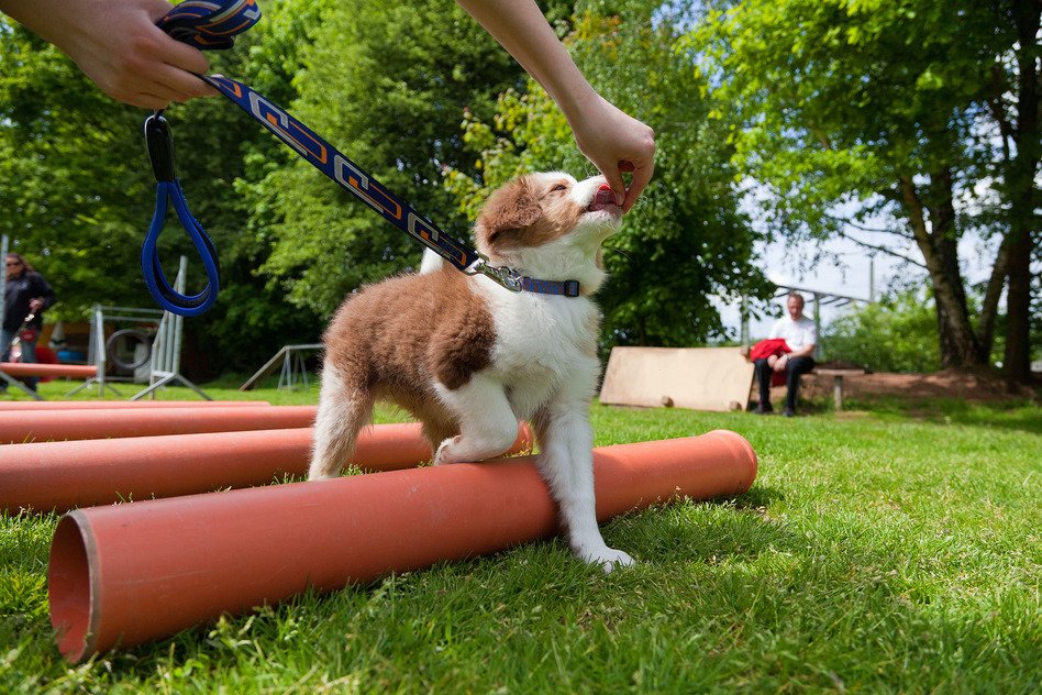 Is Your Dog Ready for Off-Leash Freedom? Here’s What It Actually Takes